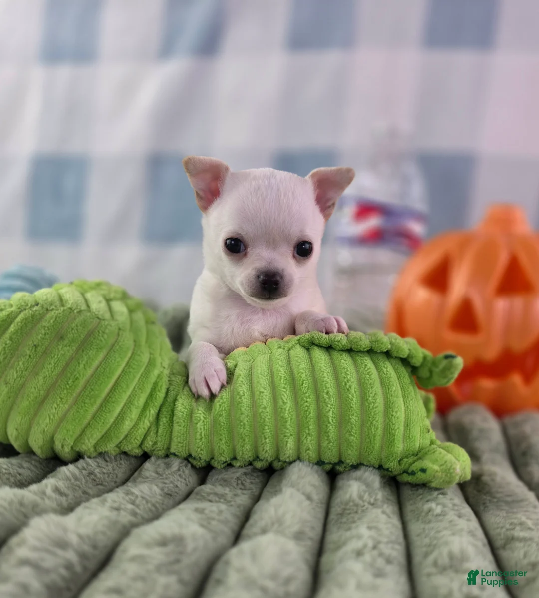 Chihuahua dogs for sale: Liam - Ad 19
