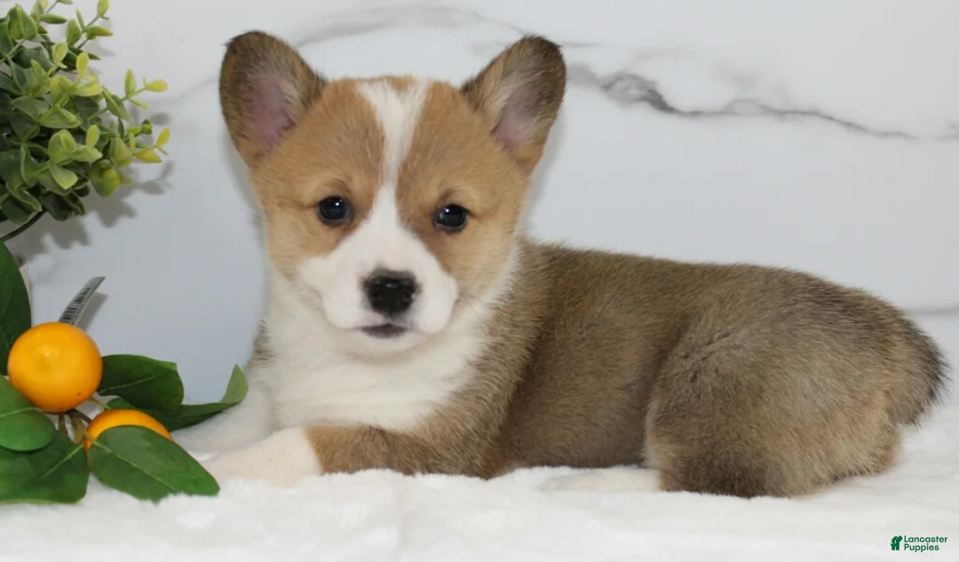 Welsh Corgi Pembroke dogs for sale: Kallie Triple Clear - Ad 1