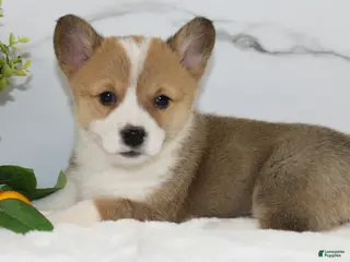 Welsh Corgi Pembroke dogs Kallie Triple Clear - Ad 37