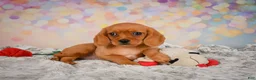 Beaglier dogs for sale: Brianna - Ad 1
