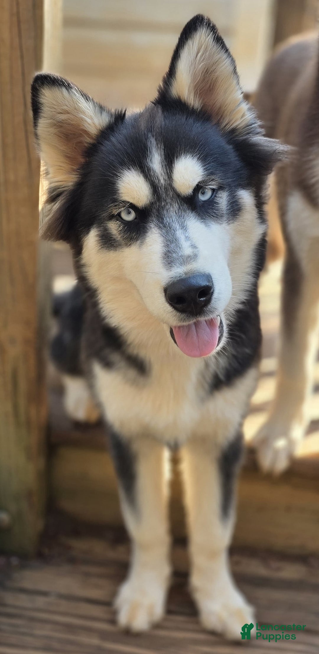 Siberian Husky dogs for sale: Panda - Ad 5
