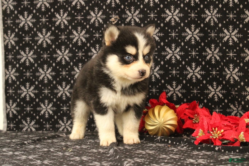 Pomsky dogs Vervan - Ad 9