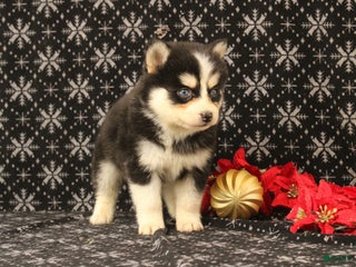 Pomsky dogs Vervan - Ad 39