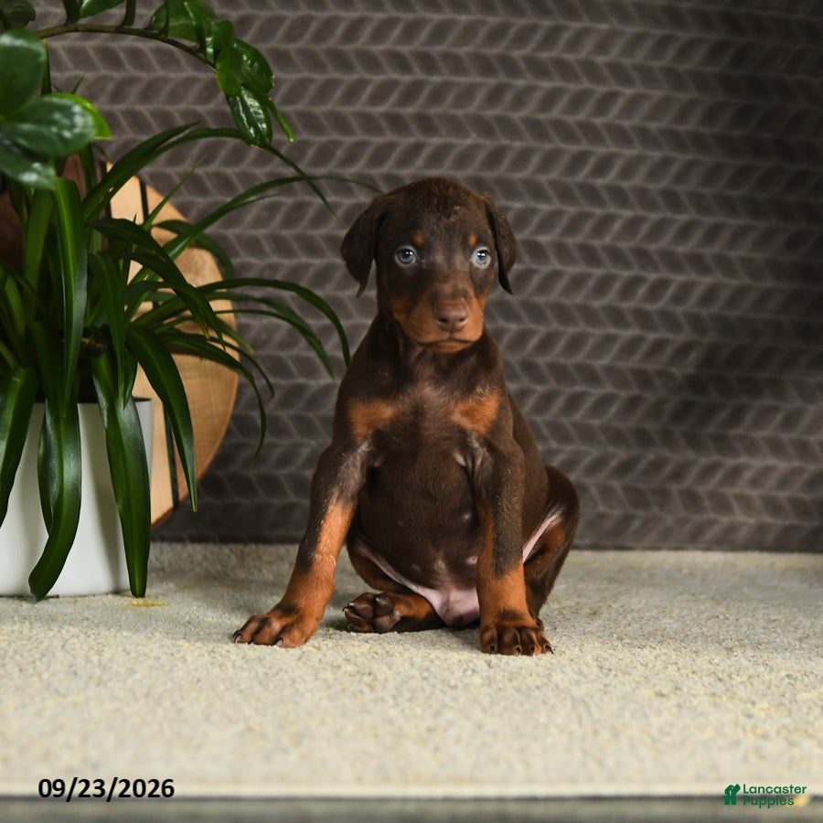 Doberman Pinscher dogs for sale: Norman - Ad 4