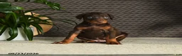 Doberman Pinscher dogs for sale: Norman - Ad 1