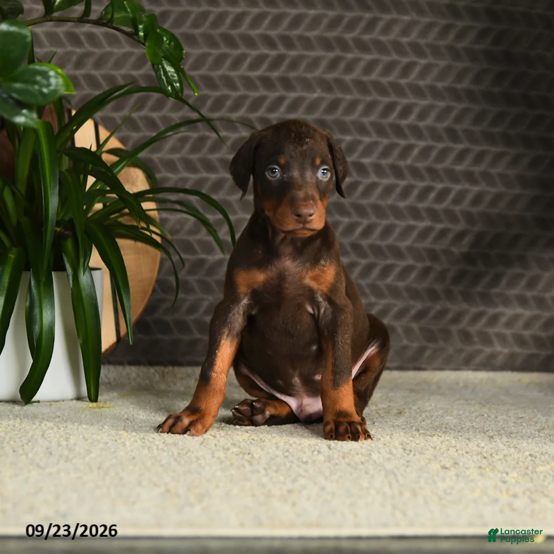 Doberman Pinscher dogs for sale: Norman - Ad 1
