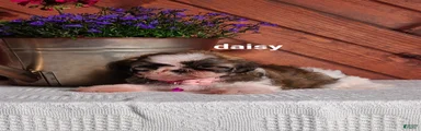 Daisy 