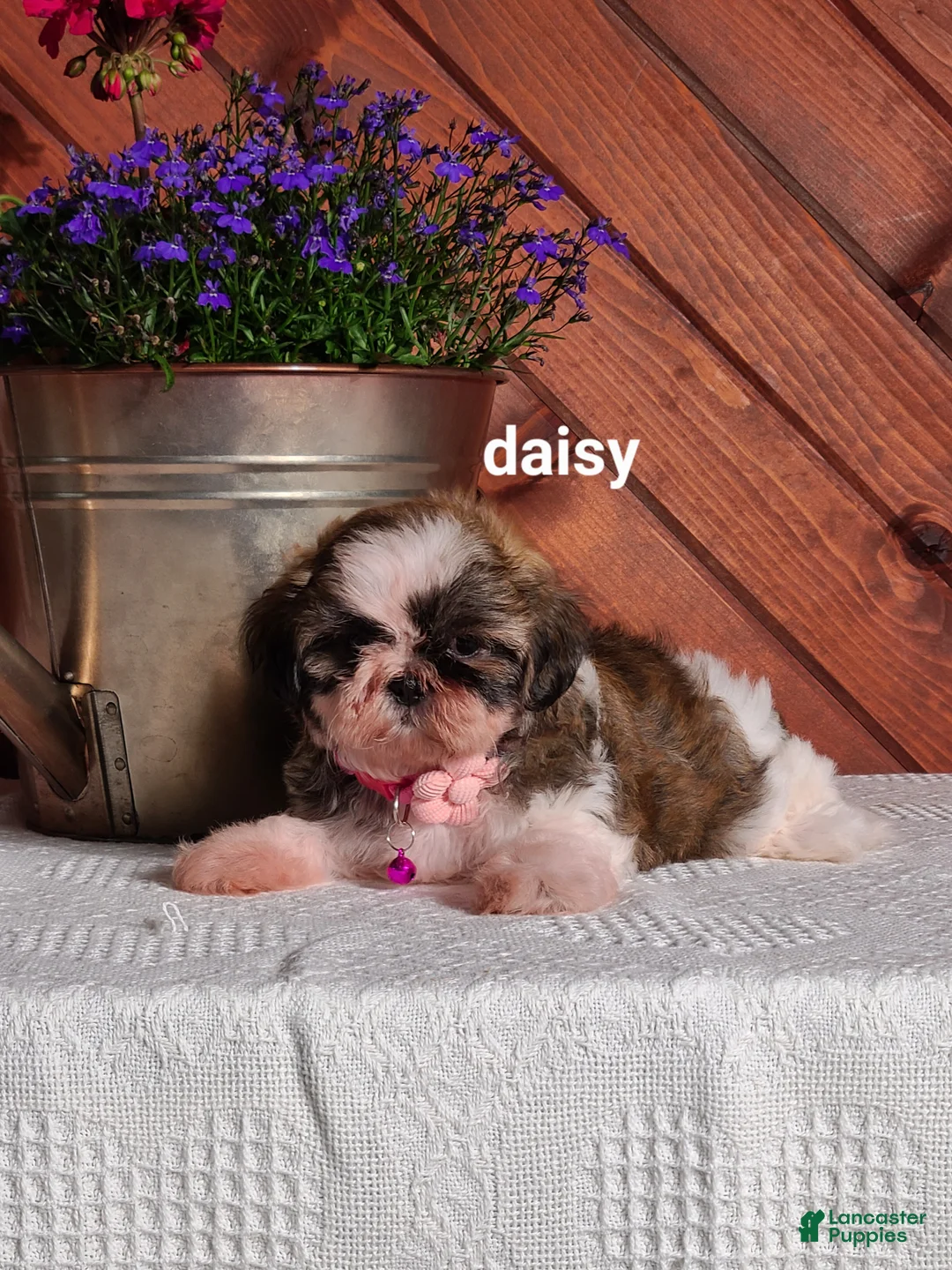 Shih Tzu dogs for sale: Daisy  - Ad 1