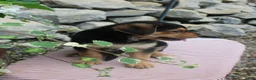 German Shepherd dogs for sale: Honey - Ad 5