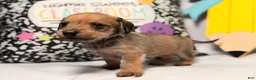 Mixed Breed dogs for sale: Happy  - Ad 4