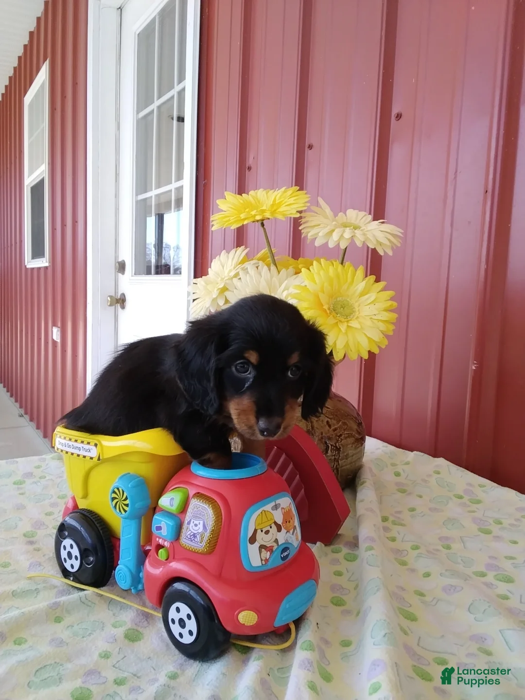 Miniature Dachshund dogs for sale: Felix - Ad 2