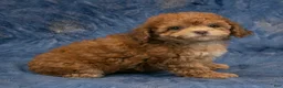 Havapoo dogs for sale: Aspen - Ad 5