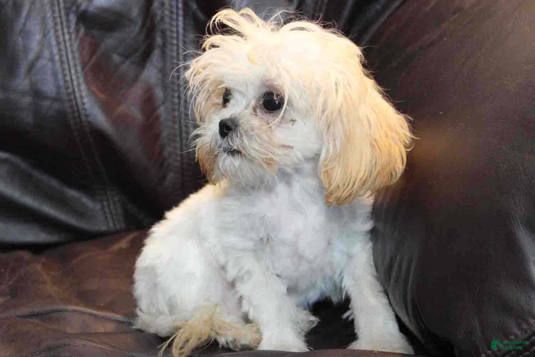 Shihpoo dogs for sale: Super tiny Petey - Ad 2