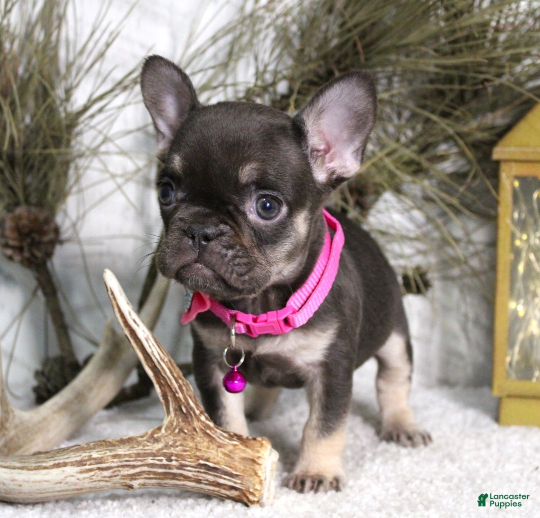 French Bulldog dogs for sale: Mocha - Ad 6