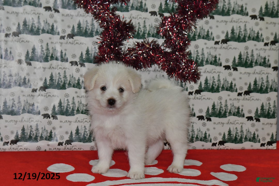 Mixed Breed dogs for sale: Spencer - Ad 3