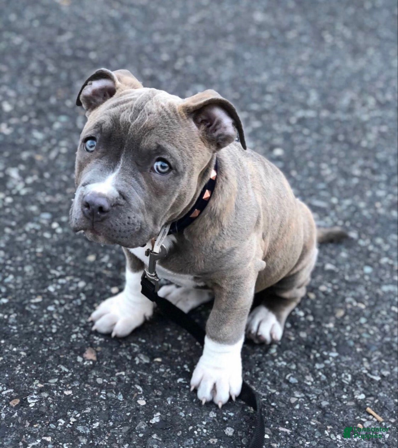 American Pit Bull Terrier dogs Rocky - Ad 3