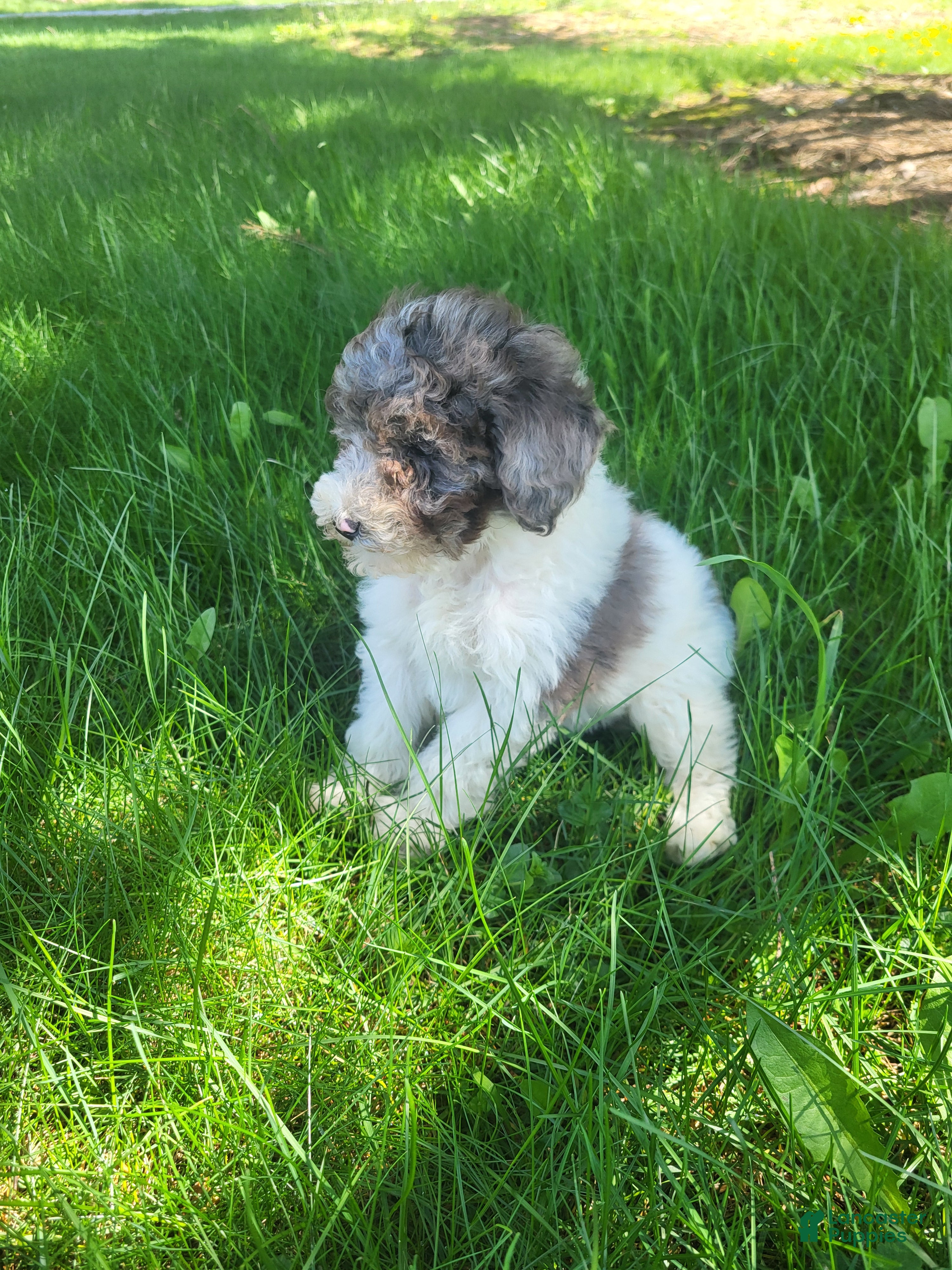 Miniature Poodle dogs Melody  - Ad 2