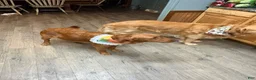 Golden Retriever dogs for sale: Golden Retriever 1 - Ad 5