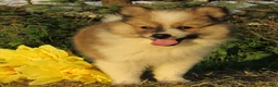 Mixed Breed dogs for sale: Cookie - Ad 3