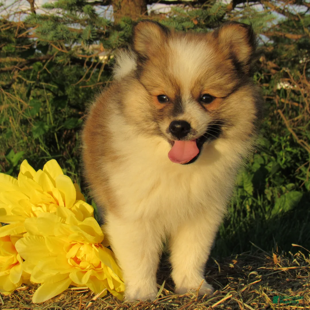 Mixed Breed dogs for sale: Cookie - Ad 3