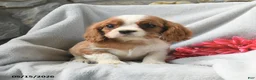 Cavalier King Charles Spaniel dogs for sale: Hugo - Ad 4