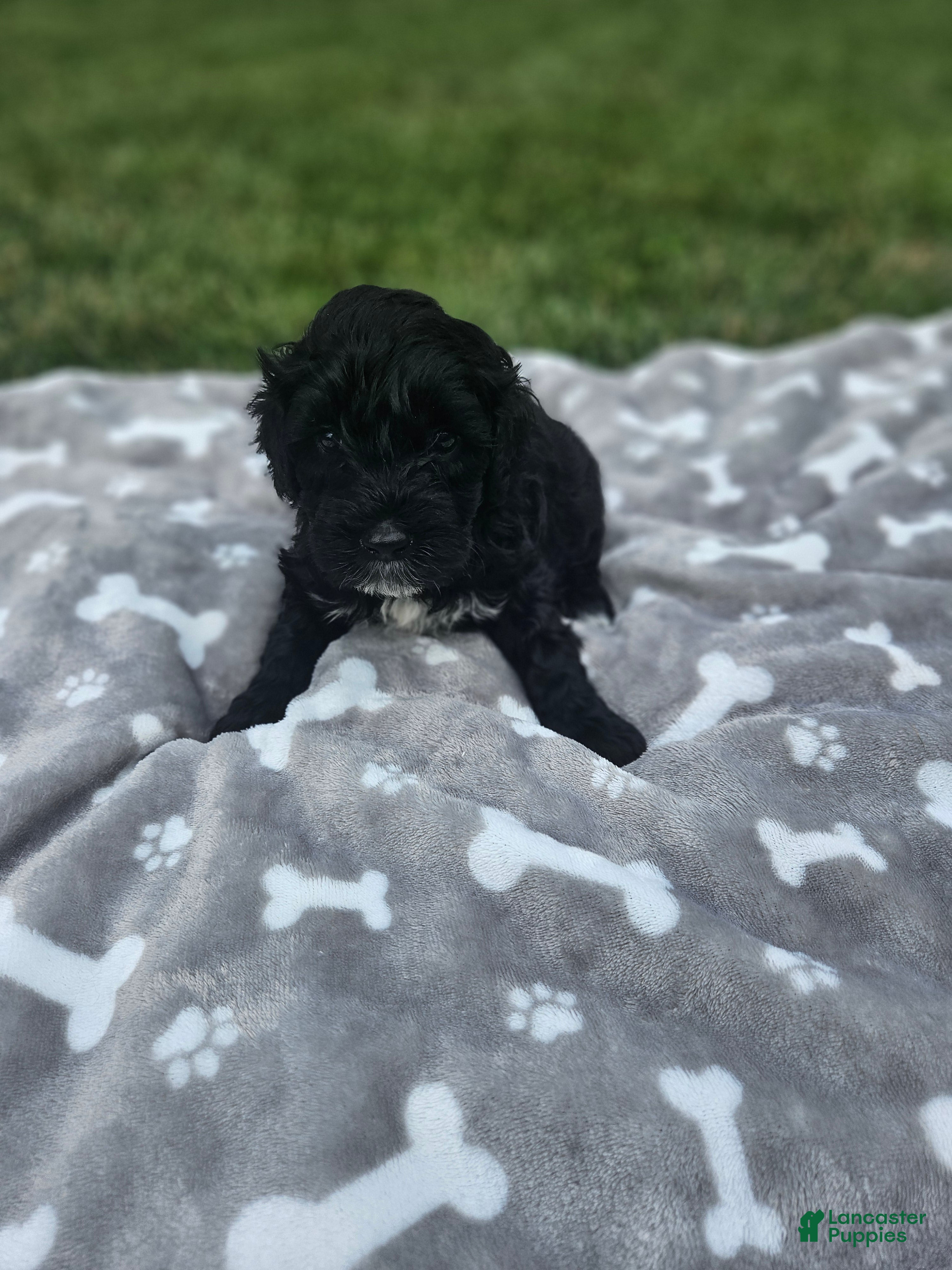 Portuguese Water Dog dogs Galaxy - Ad 24