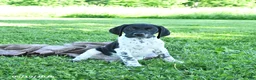 German Shorthaired Pointer dogs for sale: Gus - Ad 5