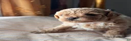 Shihpoo dogs for sale: Nakia - Ad 6