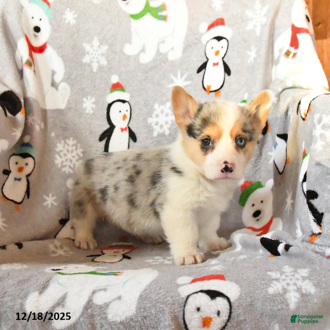 Welsh Corgi Pembroke dogs for sale: Gizmo - Ad 5