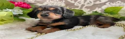 Miniature Dachshund dogs for sale: Kade - Ad 4