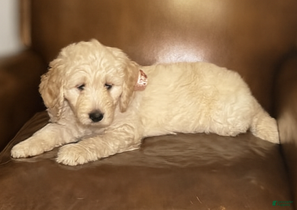 Mixed Breed dogs Sandy - Ad 36