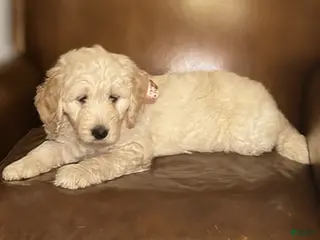 Mixed Breed dogs Sandy - Ad 36