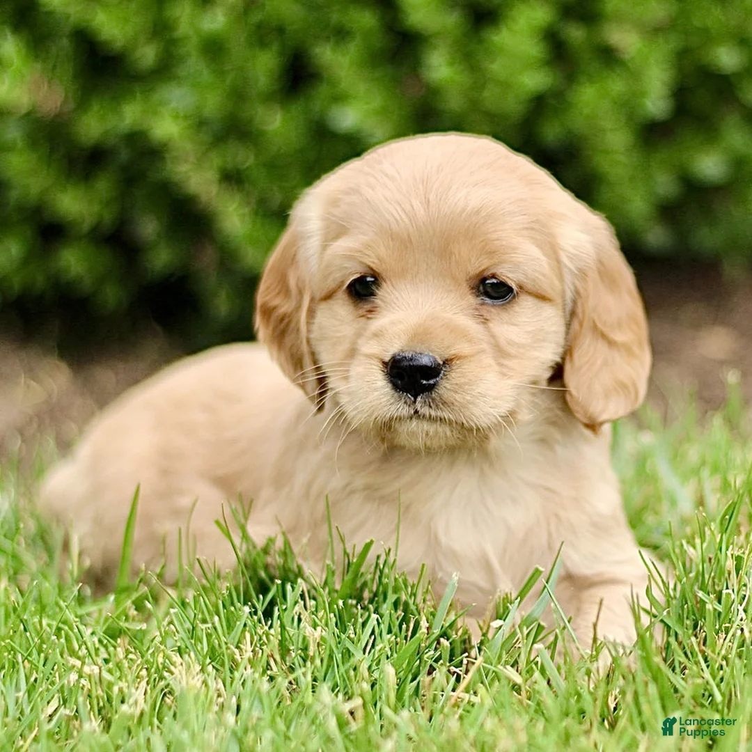 Miniature Golden Retriever dogs for sale: Tessa  - Ad 1