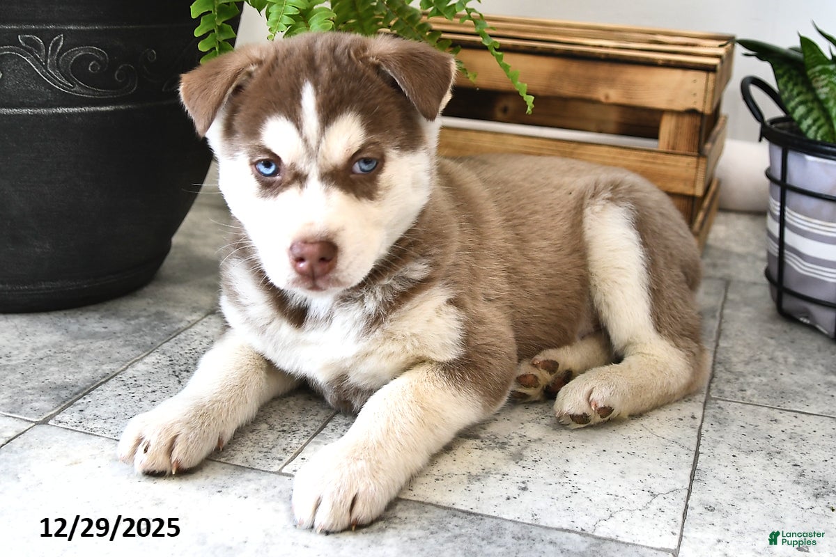 Siberian Husky dogs Pebble  - Ad 3