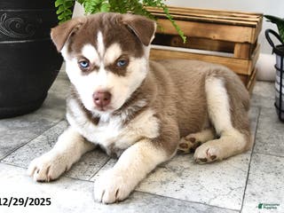 Siberian Husky dogs Pebble - Ad 22