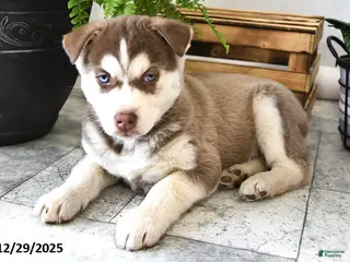 Siberian Husky dogs Pebble - Ad 14