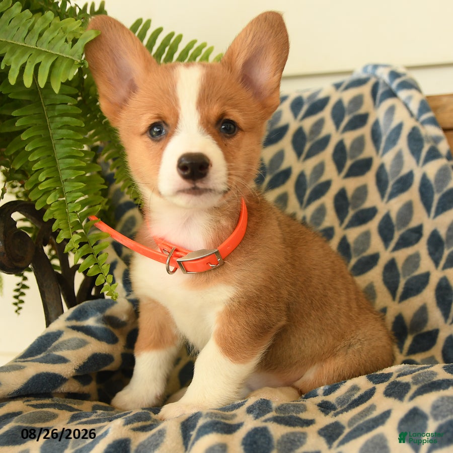 Welsh Corgi Pembroke dogs Wiggles - Ad 1