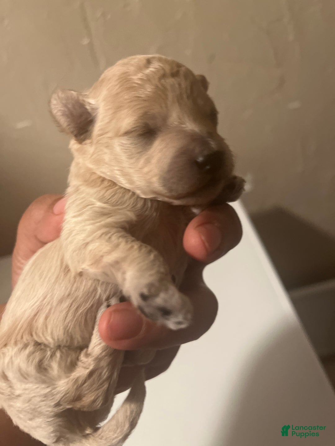 Bichpoo dogs for sale: Benji - Ad 1