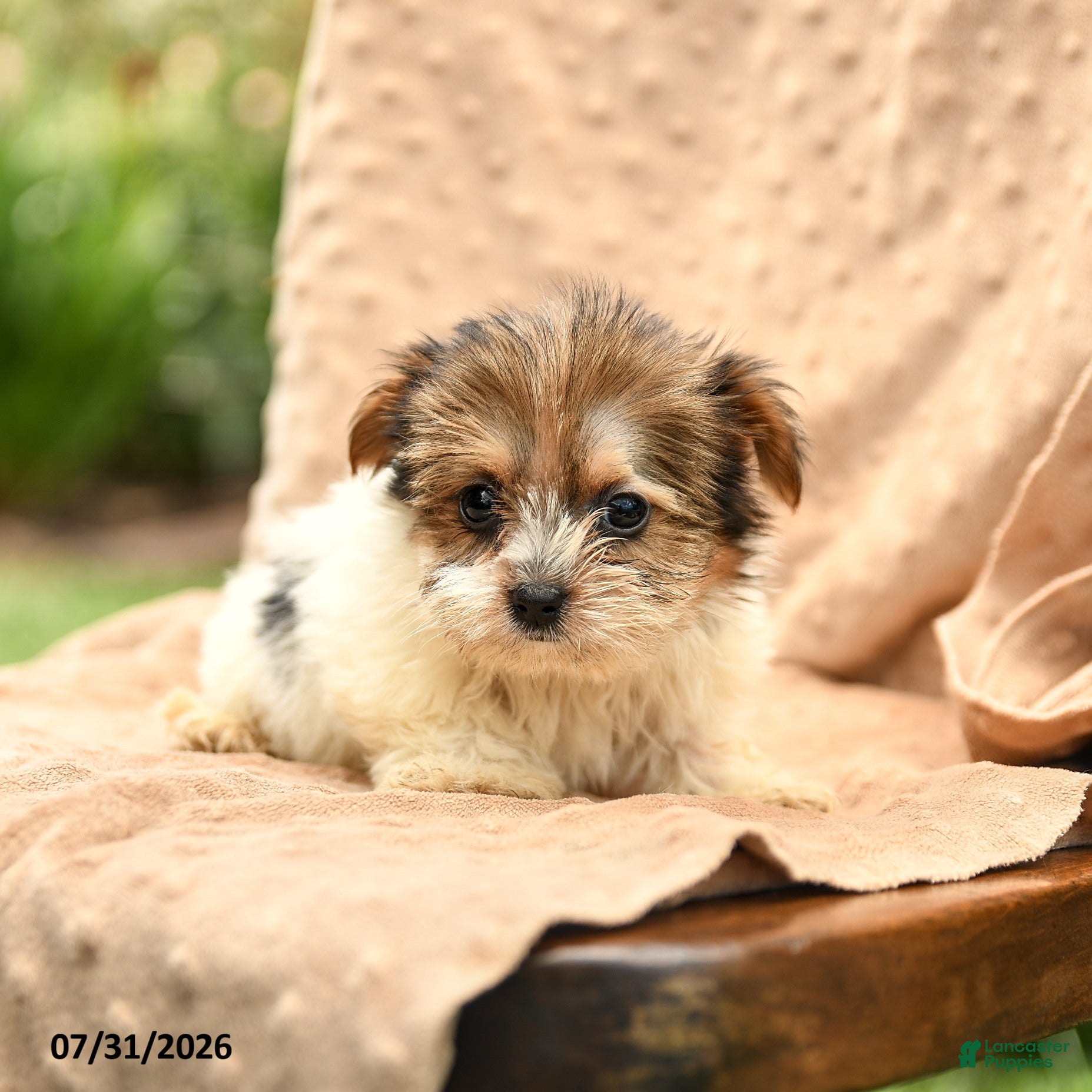 Biewer Terrier dogs for sale: Talia - Ad 2