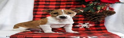 Jack Russell Terrier dogs for sale: Ramsey  - Ad 1