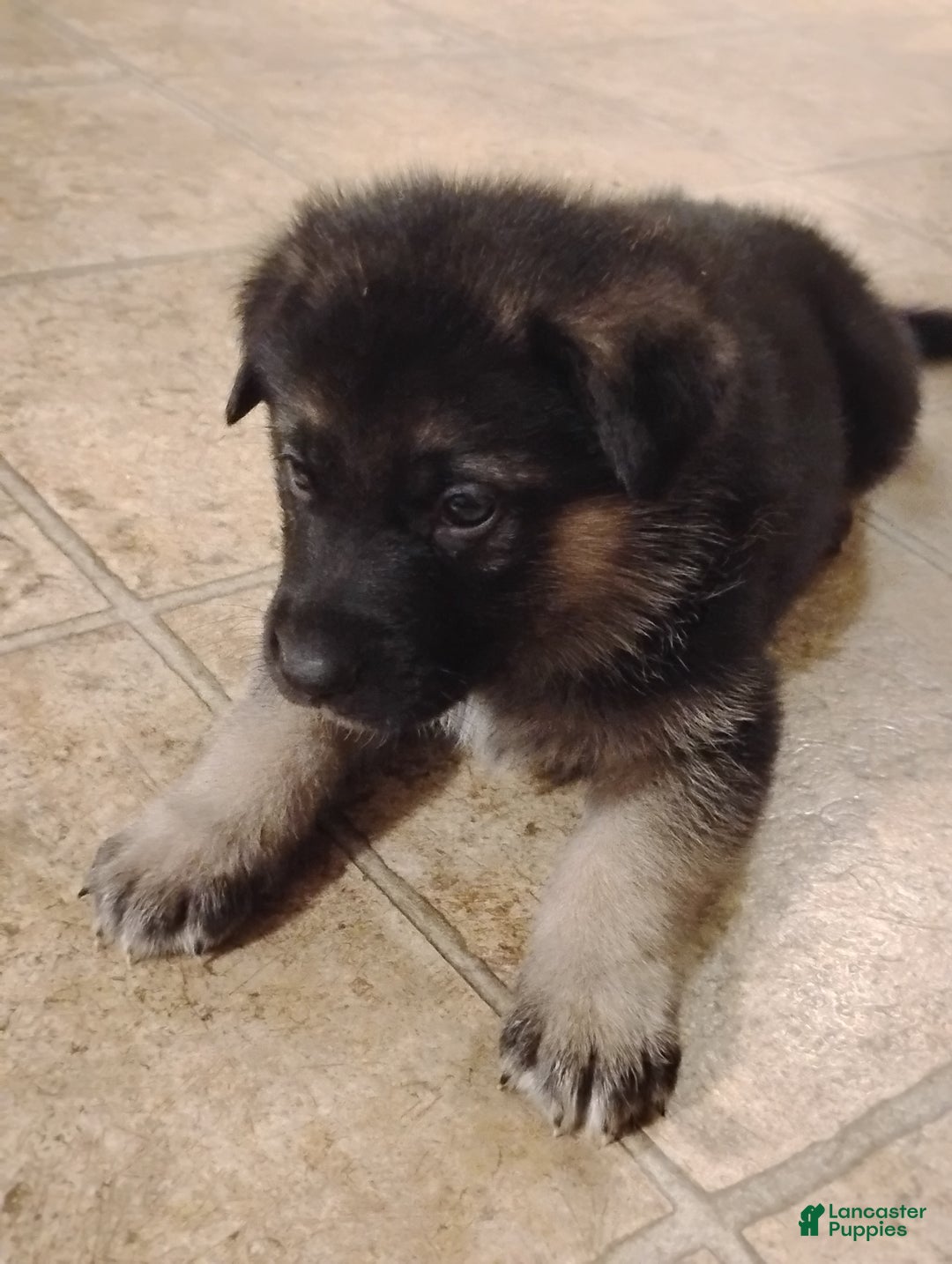 German Shepherd dogs for sale: German Shepherd Puppy 3 - Ad 6