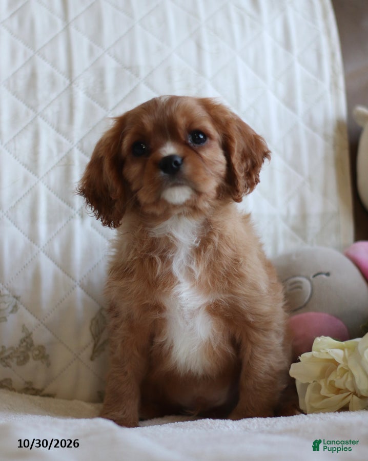 Cavalier King Charles Spaniel dogs for sale: Ollie - Ad 2