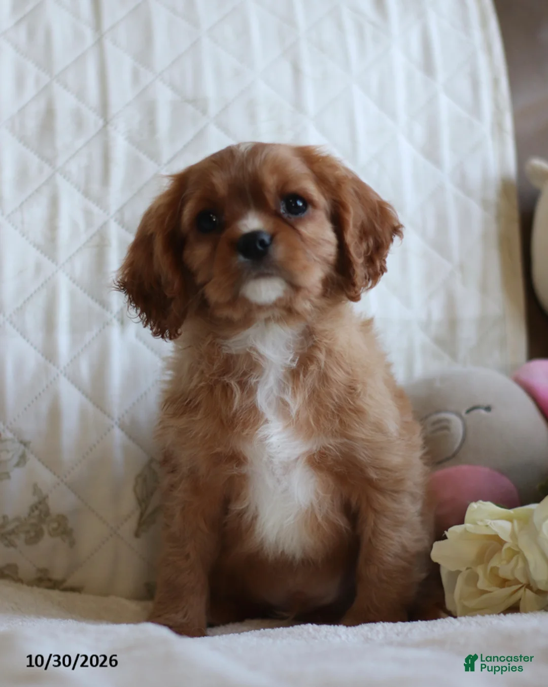 Cavalier King Charles Spaniel dogs for sale: Ollie - Ad 2