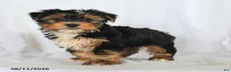 Yorkshire Terrier dogs for sale: Clover - Ad 1