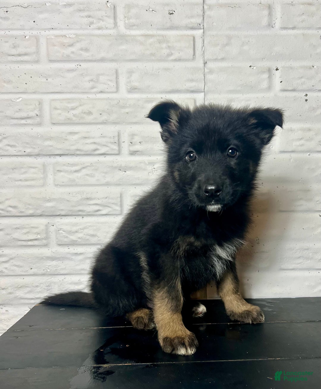 German Shepherd dogs for sale: Dasher - Ad 3
