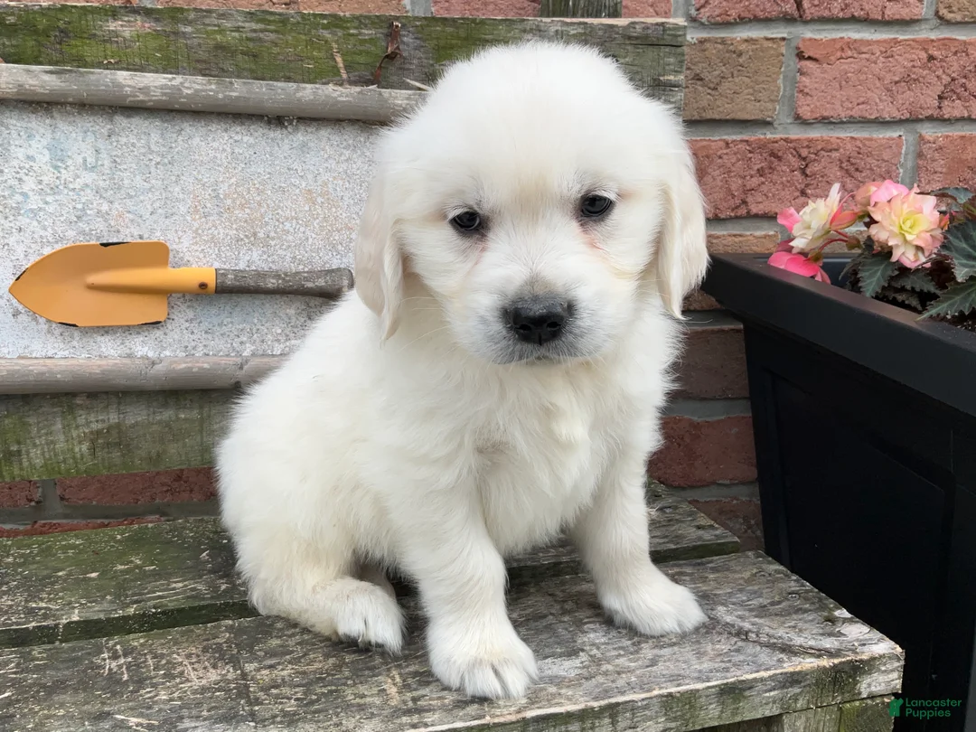 Golden Retriever dogs for sale: Josie - Ad 2