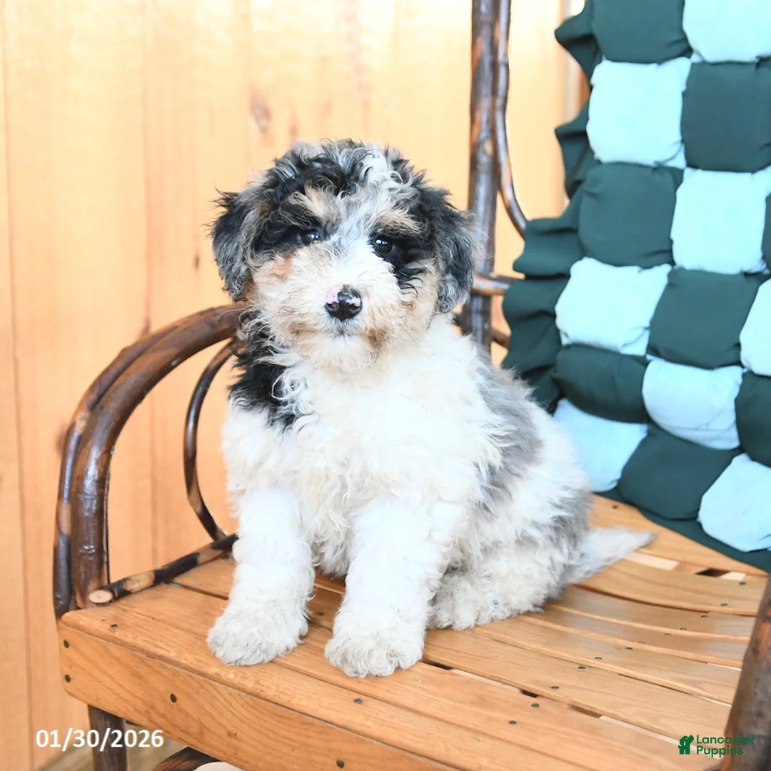 Mini Bernedoodle dogs for sale: Wesley - Ad 3