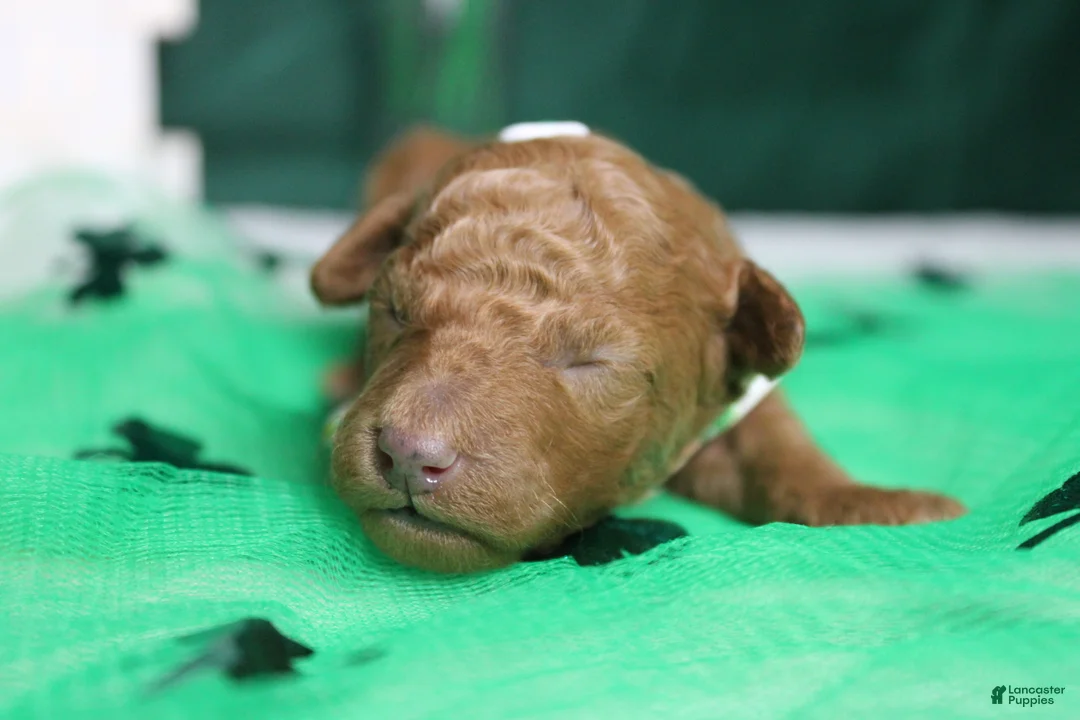 Miniature Poodle dogs for sale: Stephen  - Ad 5