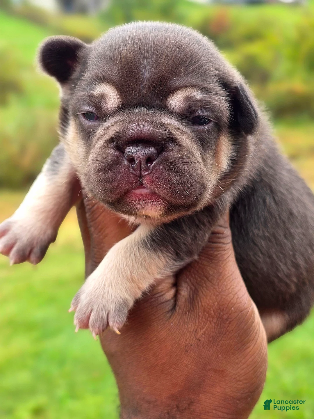 French Bulldog dogs for sale: Coco - Ad 1