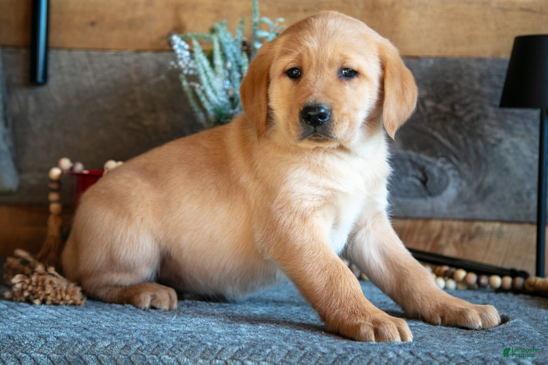 Goldador dogs for sale: Prince - Ad 1